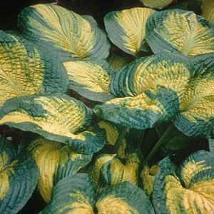 Hosta Brother Stefan, Plantain Lily 'Brother Stefan', 'Brother Stefan' Hosta, variegated Plantain lily, Shade perennials, Plants for shade